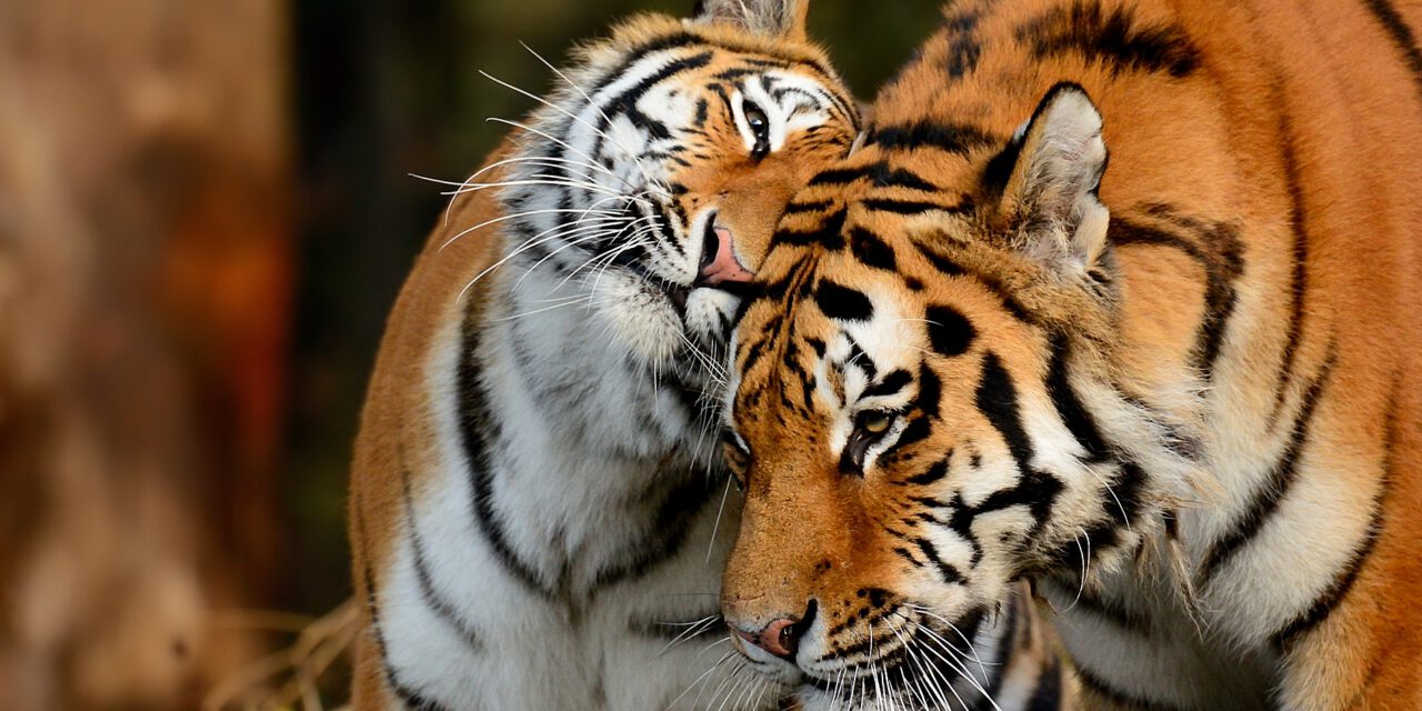 Tierpark Hellabrunn: Auf ins Abenteuer