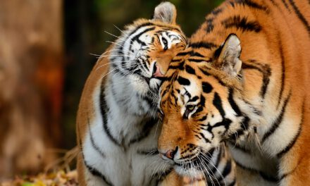 Tierpark Hellabrunn: Auf ins Abenteuer