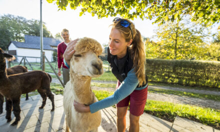 Tierische Abenteuer