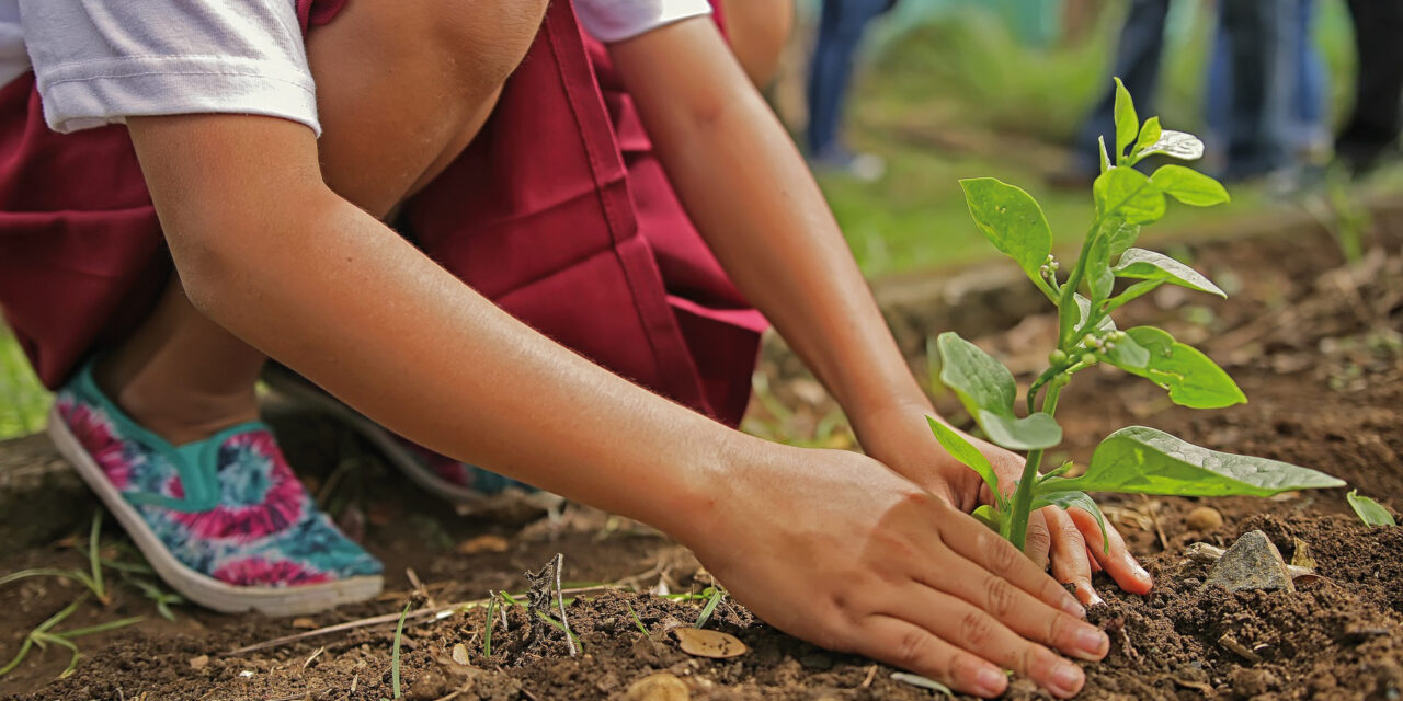 Urban Gardening mit Kids