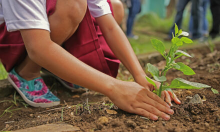 Urban Gardening mit Kids