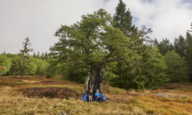 ECHTE WALDWILDNIS – SAFARI PAUSCHALE IM BAYERISCHEN WALD