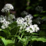 Bärlauch – Beliebtes Wildkraut mit Verwechselungsgefahr
