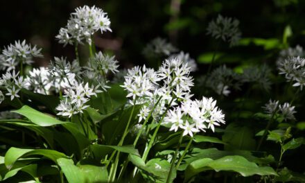 Bärlauch – Beliebtes Wildkraut mit Verwechselungsgefahr